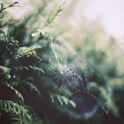 加拿大pc软件平台下载手机版